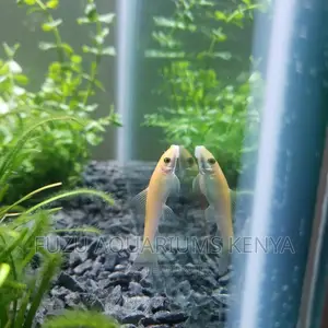Chinese Algea Eater Fish