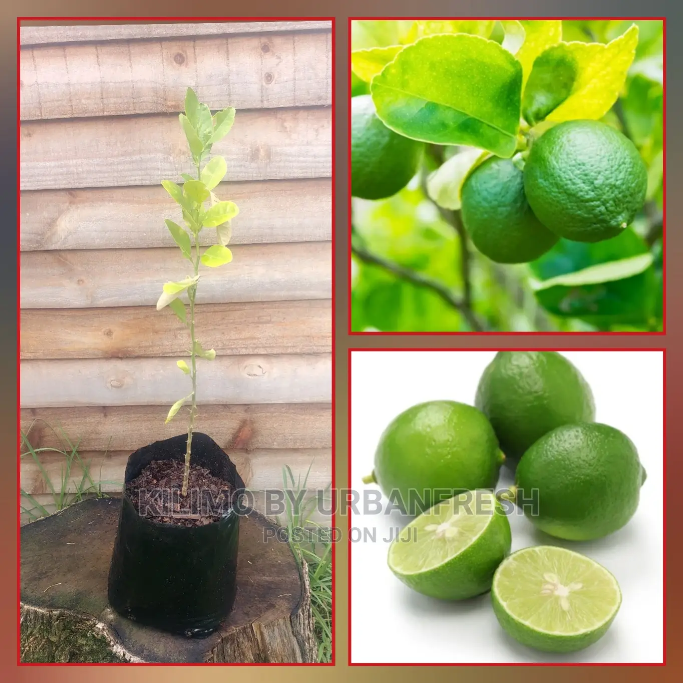 Lime Fruit Seedling Moq5