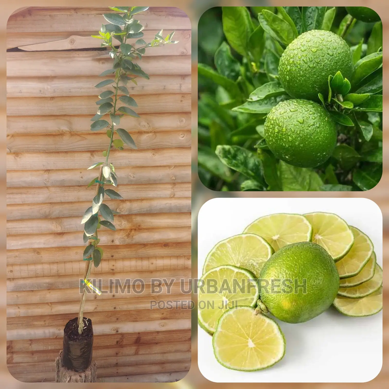 Lime Fruit Seedling Moq5