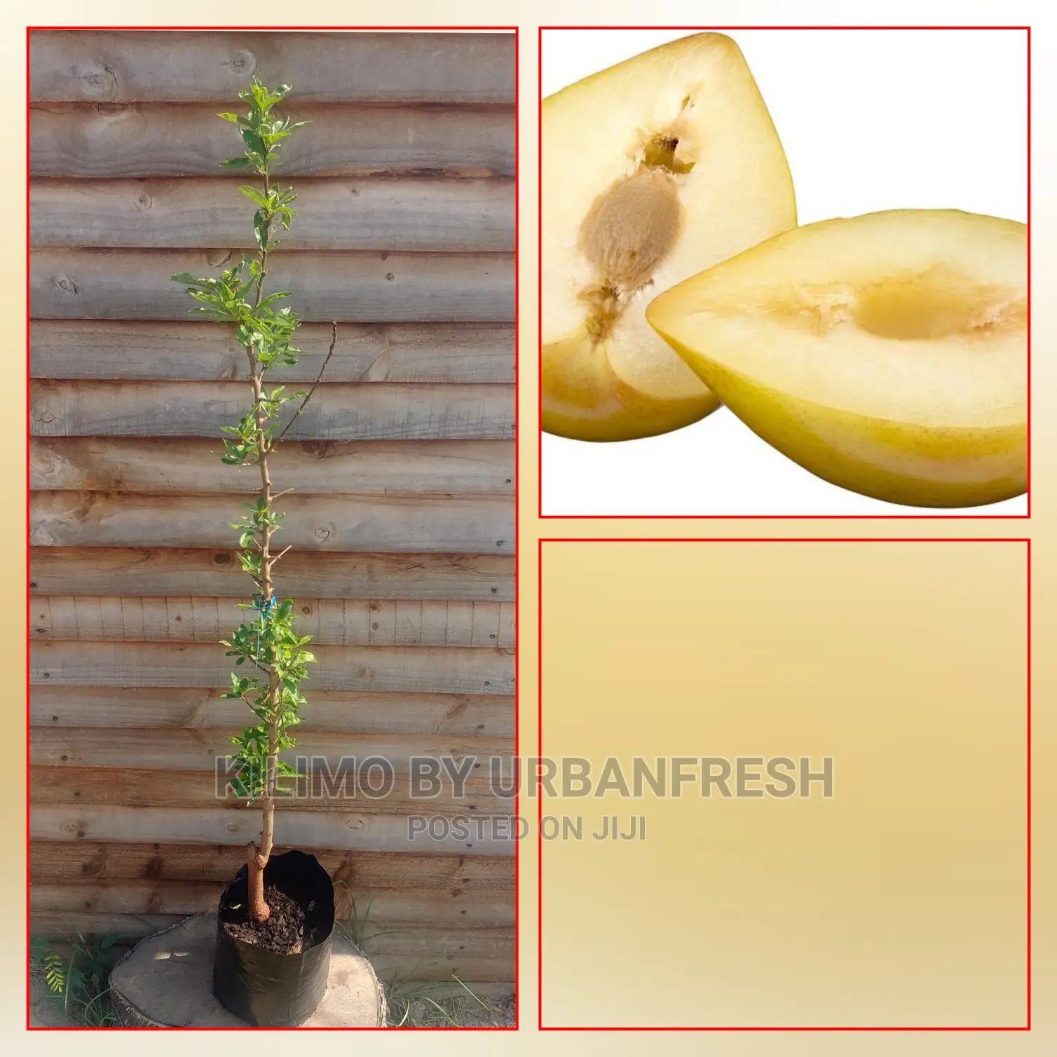 Loquats Fruit Seedling