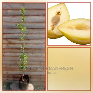 Loquats Fruit Seedling