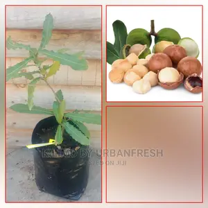 Macadamia Fruit Seedling Moq 5
