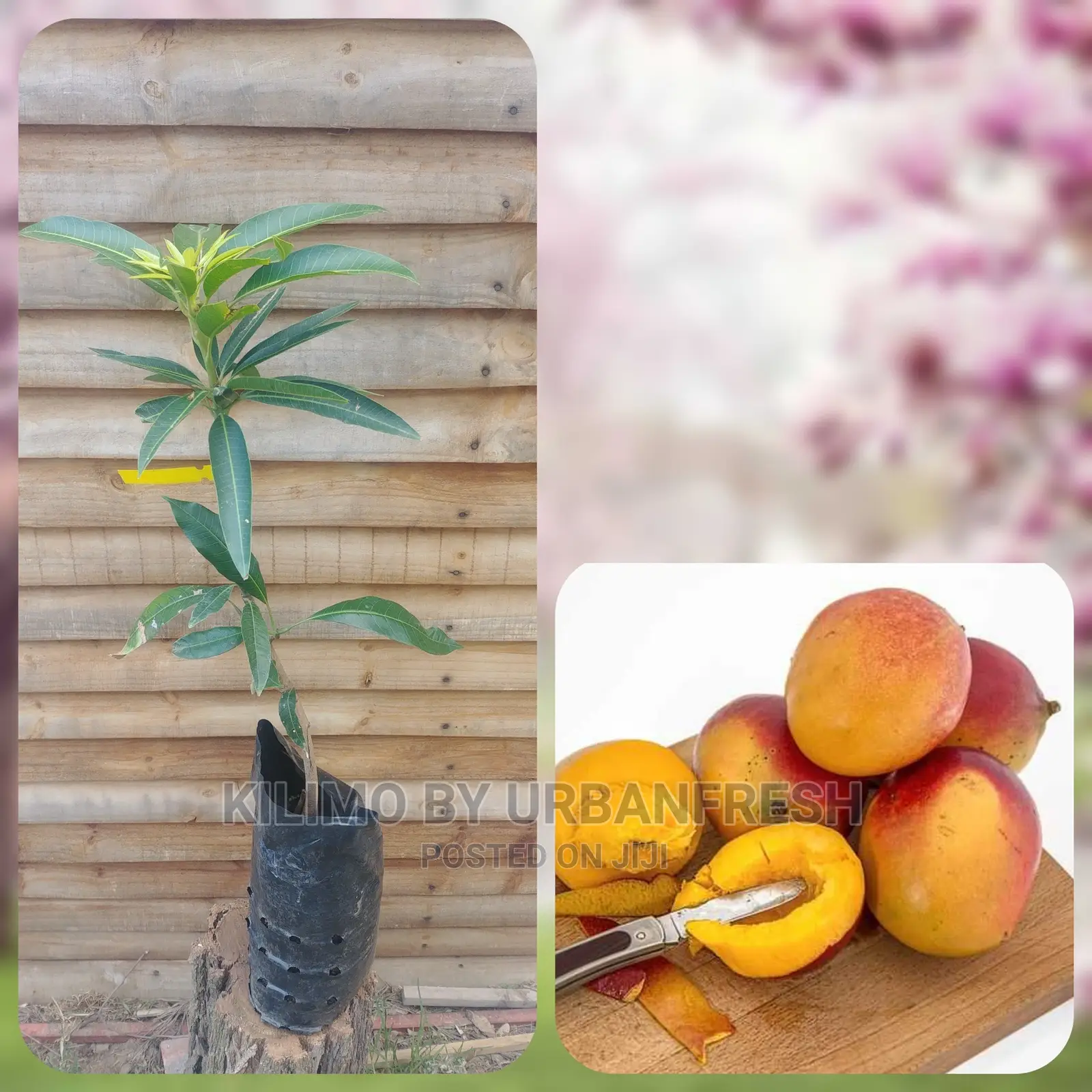Mango Tree Seedling Moq5