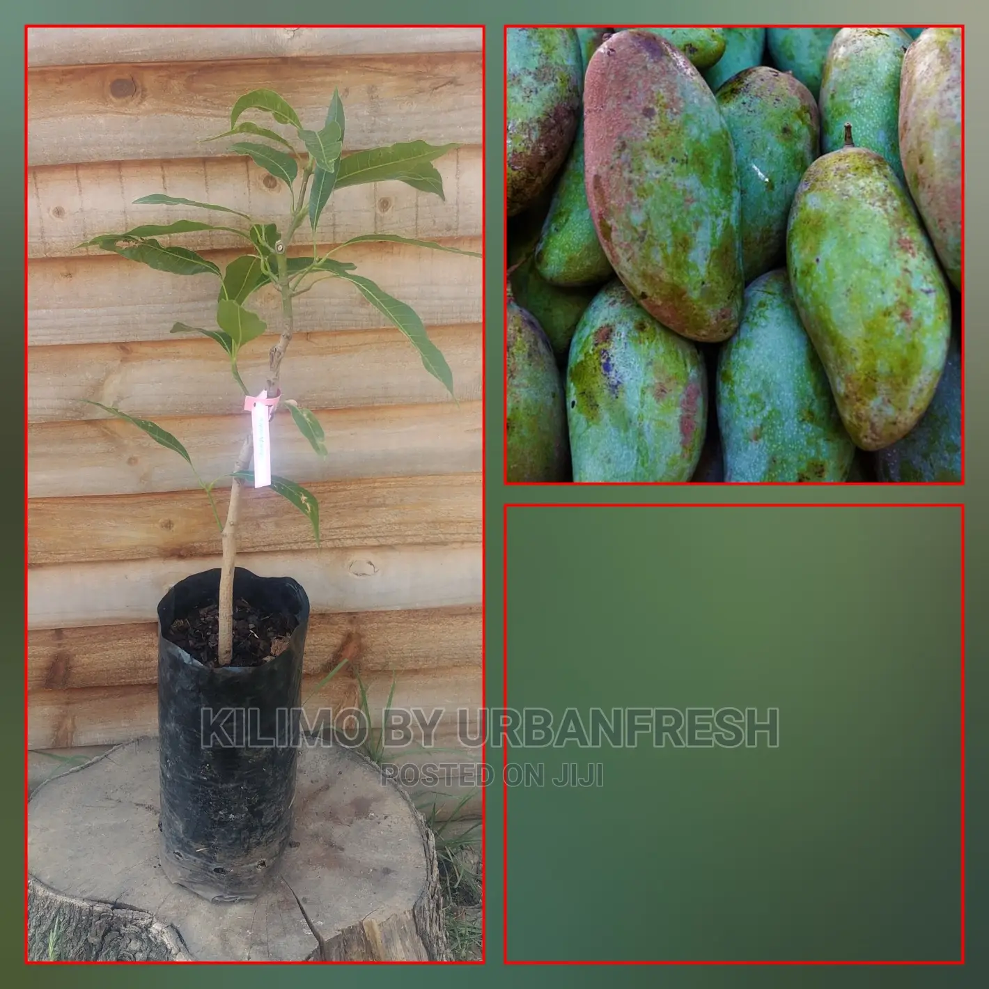 Mango Tree Seedling Moq5
