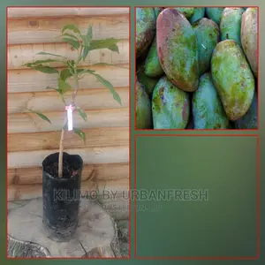 Mango Tree Seedling Moq5