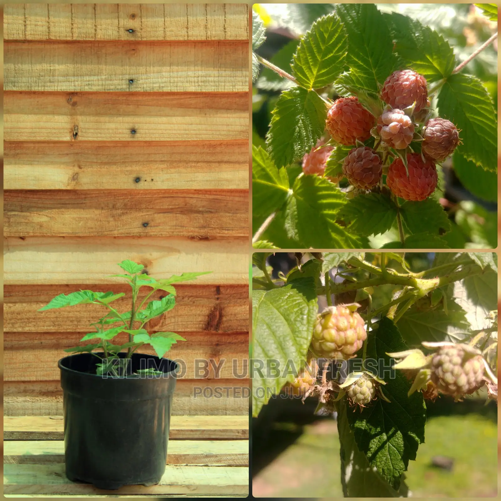 Rasberry Fruit Seedling Moq5