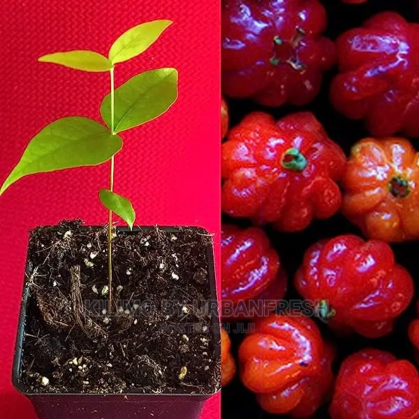 Pitanga Fruit Seedling Moq 5