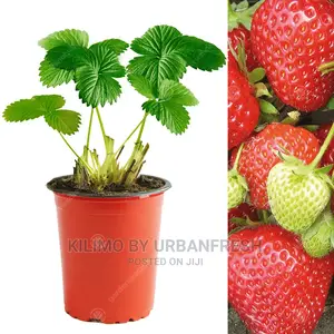 Strawberry Fruit Seedling Moq 10