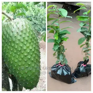 Soursop Fruit Seedling Moq5