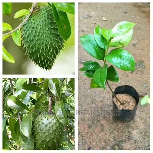 Soursop Fruit Seedling Moq5