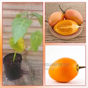 Tree Tomato Grafted Fruit Seedling Moq 10