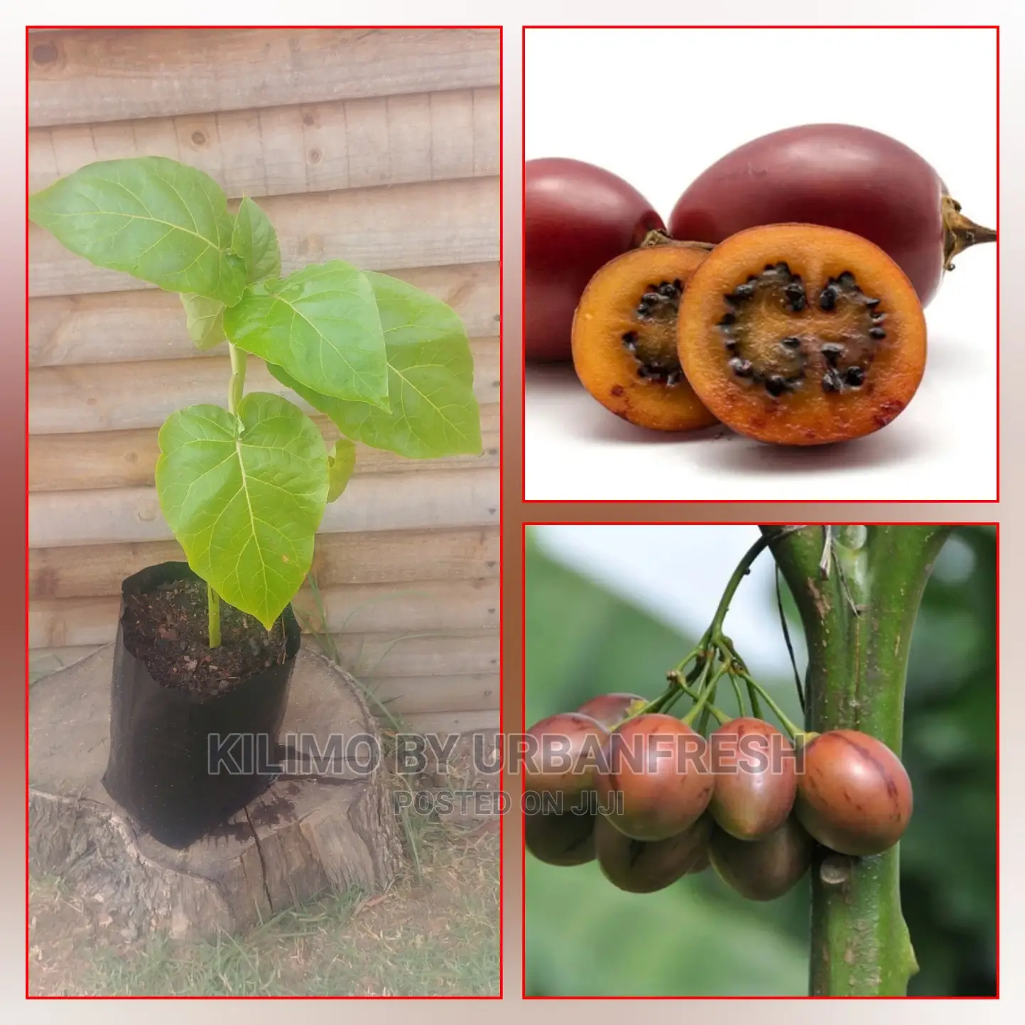 Tree Tomato Seedling Moq5