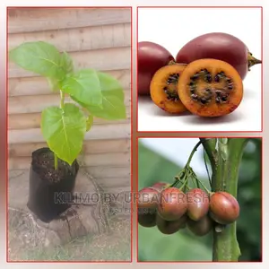 Tree Tomato Seedling Moq5