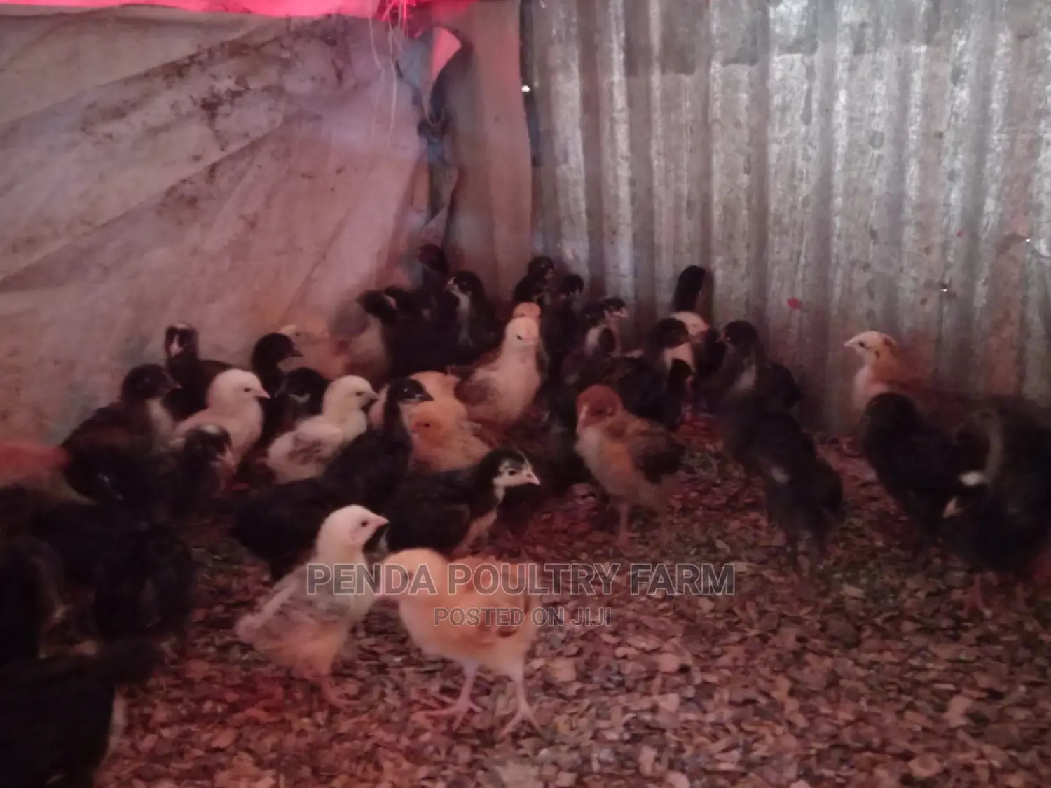 3 Weeks Old Kari Improved Kienyeji Chicks