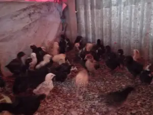 3 Weeks Old Kari Improved Kienyeji Chicks
