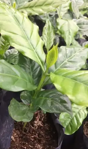 Coffee Plant Seedling. Ruiru 11. Moq 10.