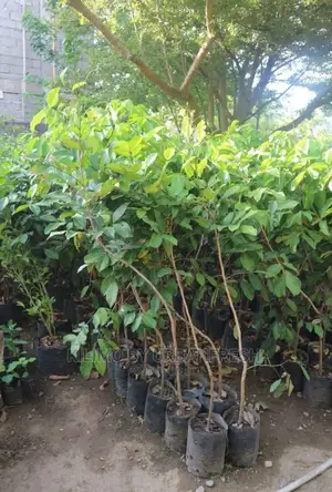 Guava Red Fruit Seedling Moq 5
