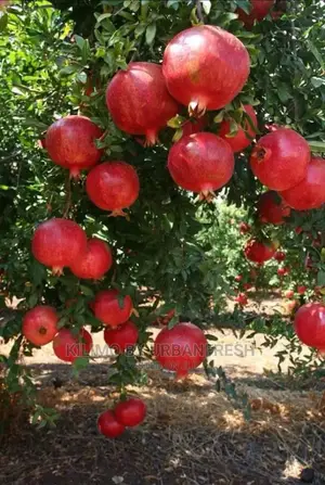 Pomegranate Fruit Seedling Moq5