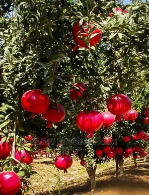 Pomegranate Fruit Seedling Moq5