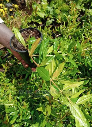 Pomegranate Fruit Seedling Moq5