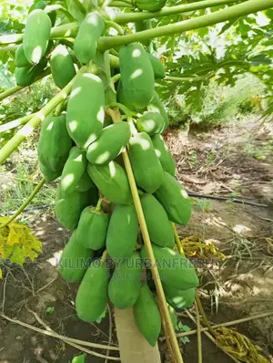 Red Plums Fruit Seedlings Moq5