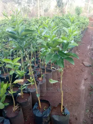 Pixie Orange Fruit Seedling Moq 5