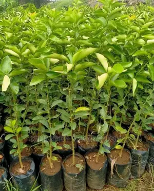 Pixie Orange Fruit Seedling Moq 5