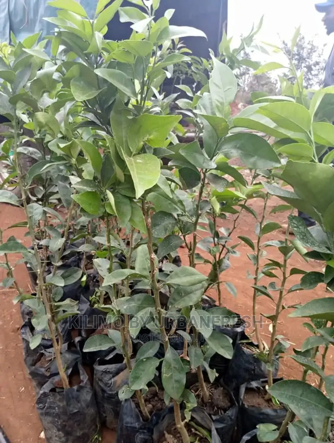 Pixie Orange Fruit Seedling Moq 5