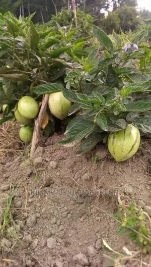 Pepino Fruit Seedling Moq 5