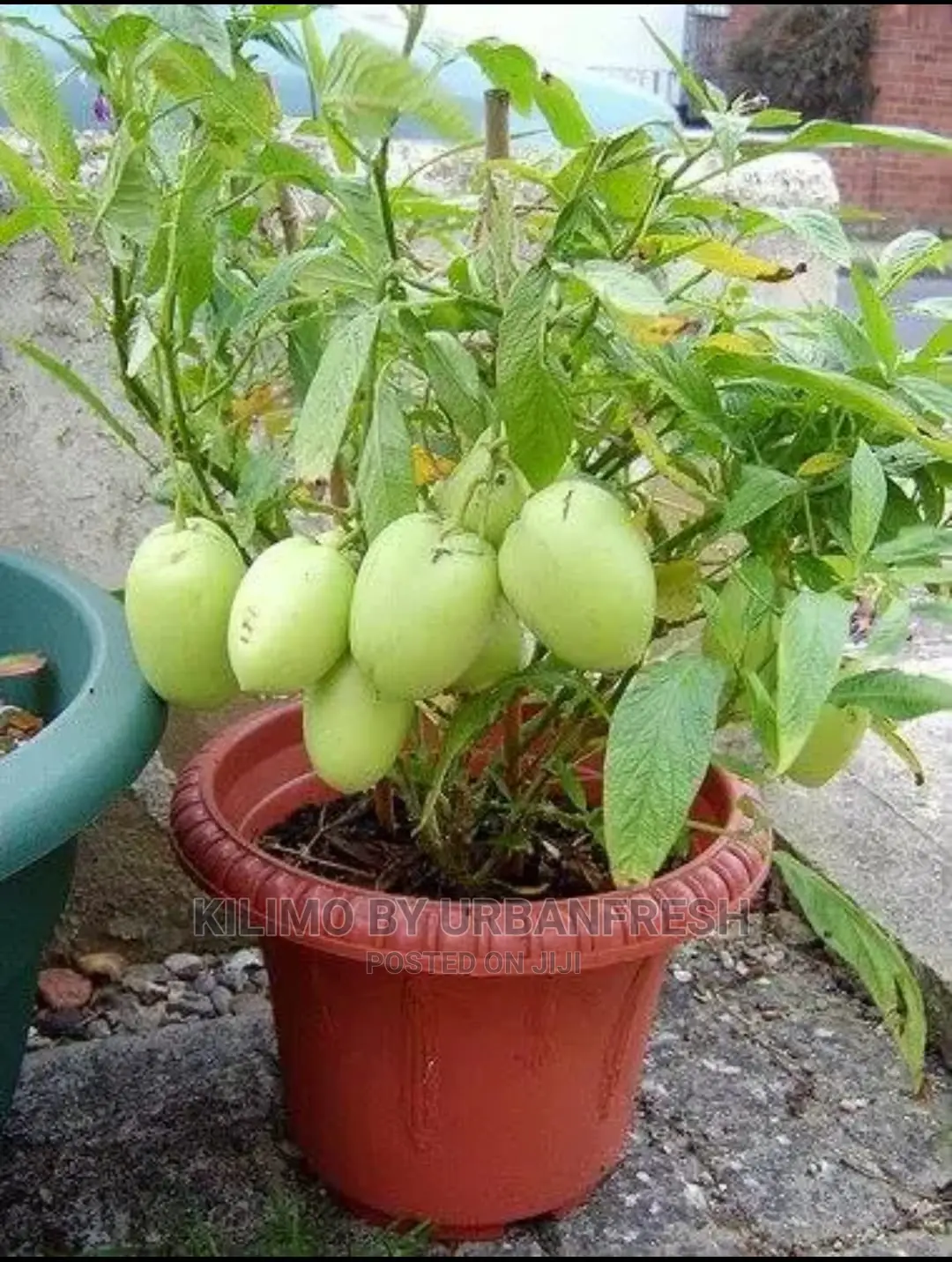 Pepino Fruit Seedling Moq 5