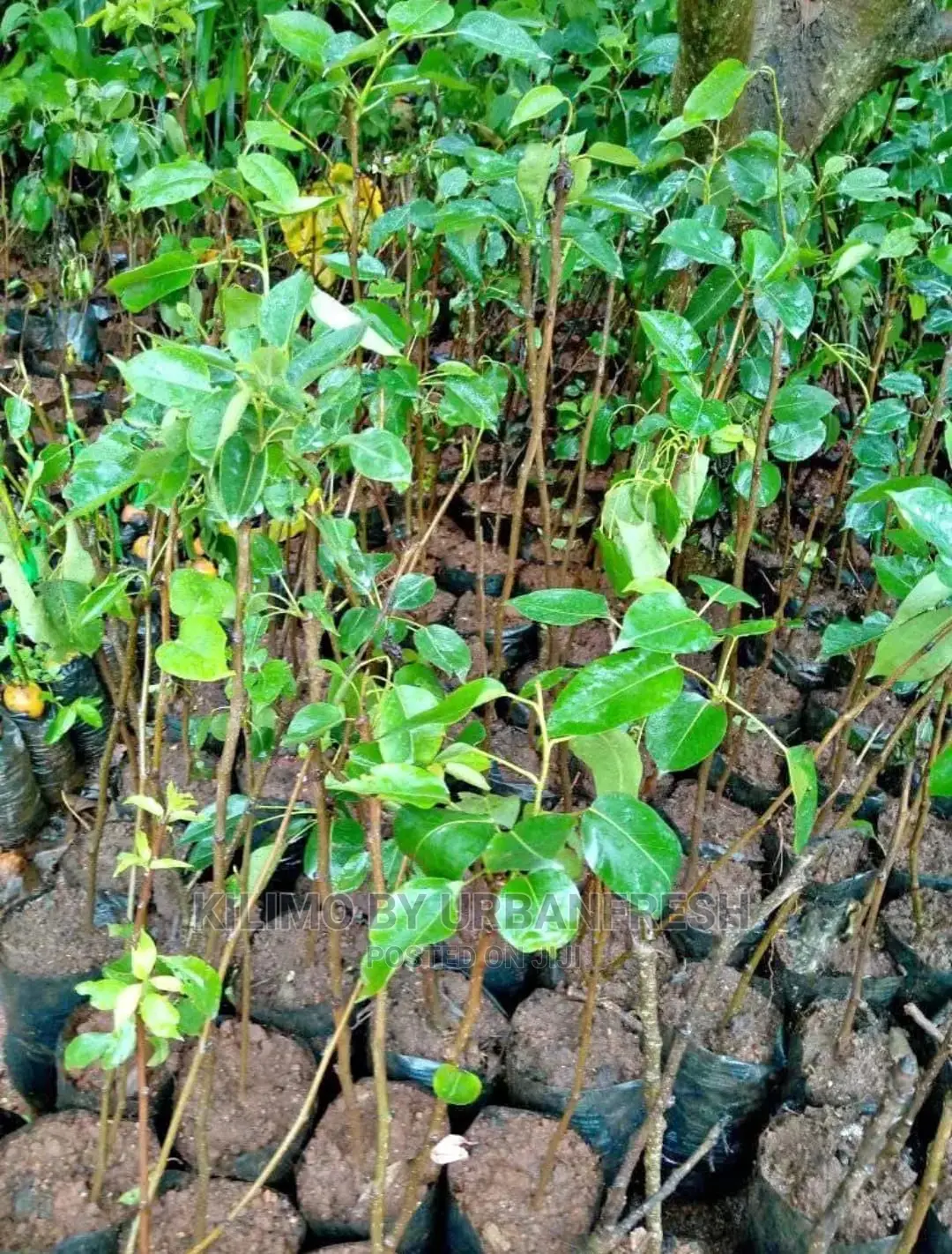 Pears Fruit Seedling Moq 5