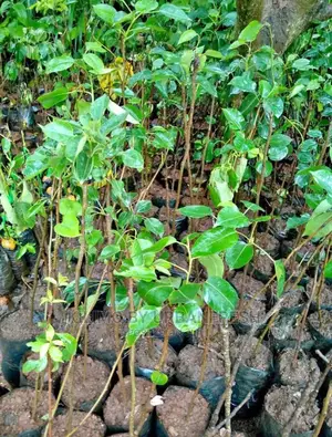 Pears Fruit Seedling Moq 5