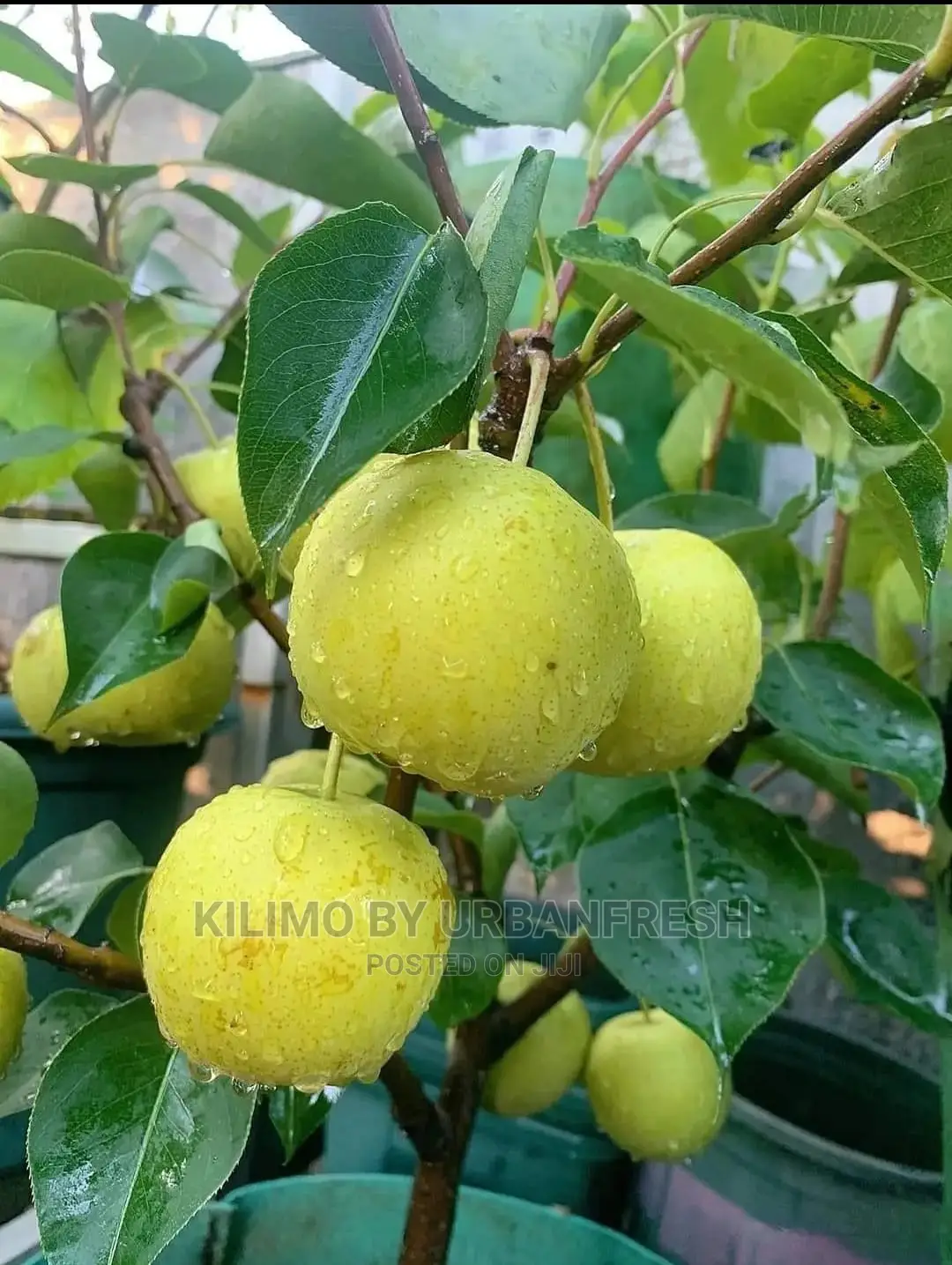Pears Fruit Seedling Moq 5