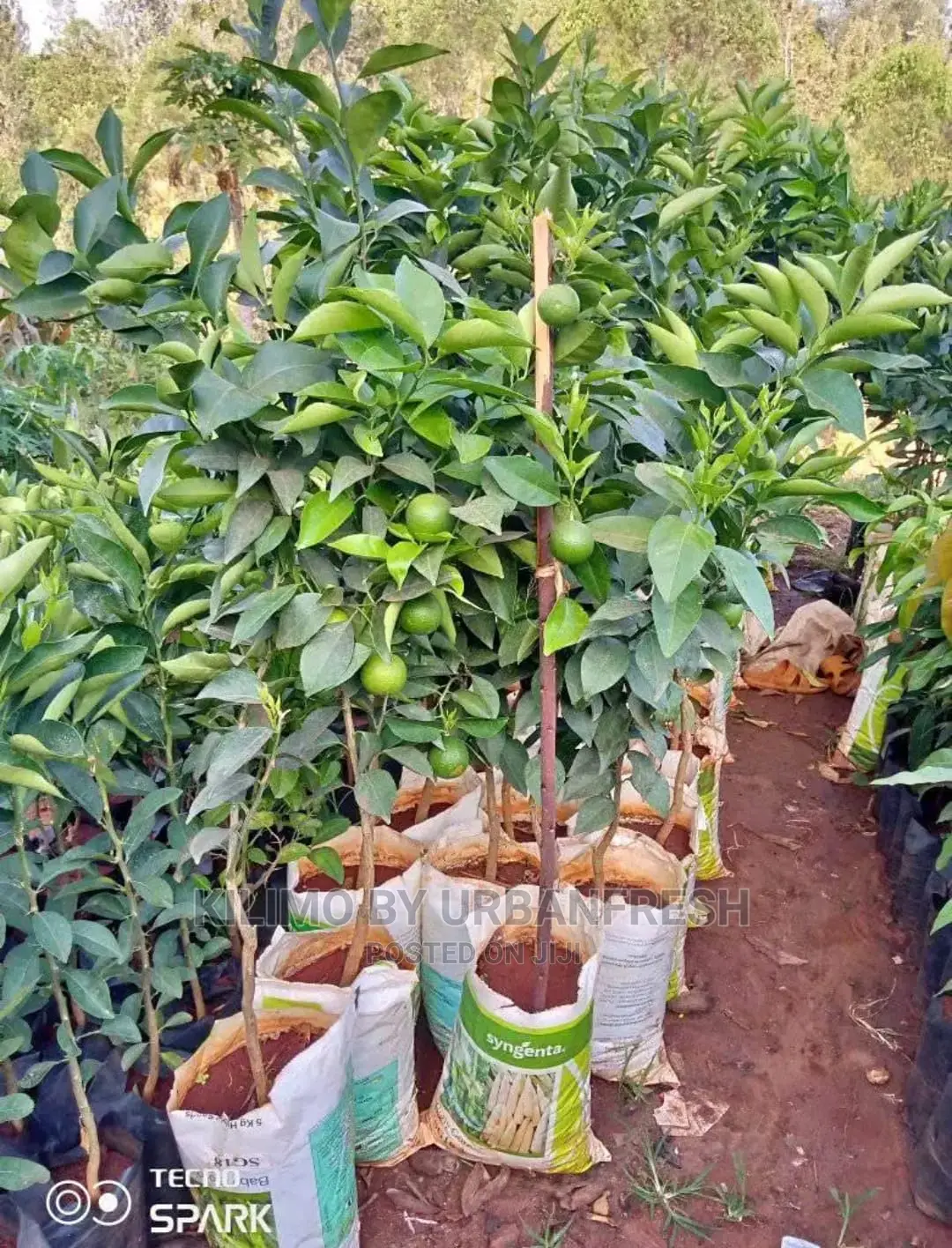 Orange Fruit Seedlings Moq10