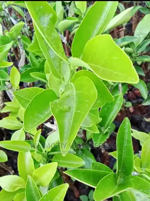 Orange Fruit Seedlings Moq10