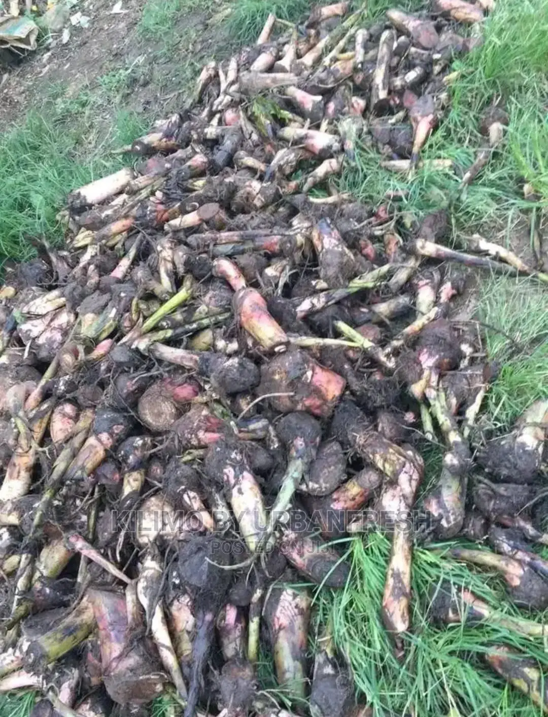Banana Plantain