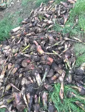 Banana Plantain