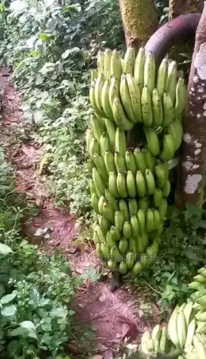 Banana Plantain