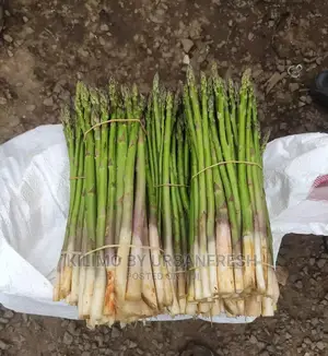Asparagus Vegetable Seedling Moq 30.