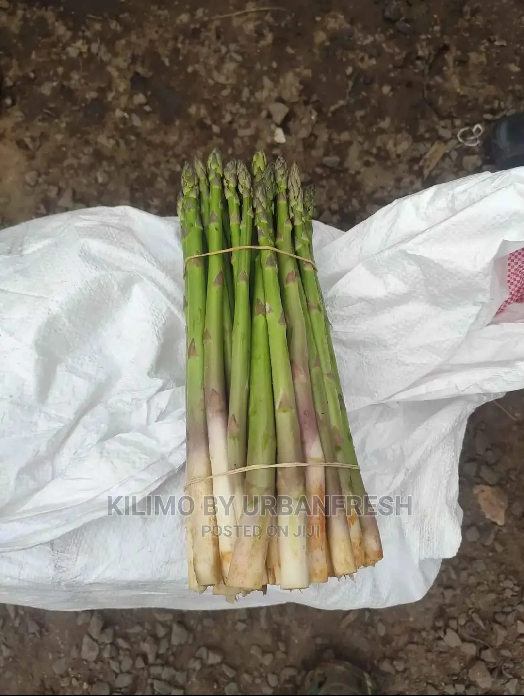 Asparagus Vegetable Seedling Moq 30.