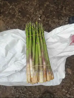 Asparagus Vegetable Seedling Moq 30.