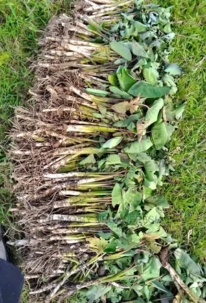 Arrowroots Suckers 100 Cuttings