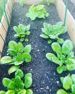 Baby Spinach Vegetable Seedling Moq100
