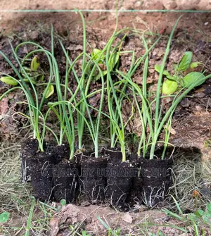 Red Bulb Onions Seedling Bunch of 300.