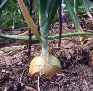 Red Bulb Onions Seedling Bunch of 300.