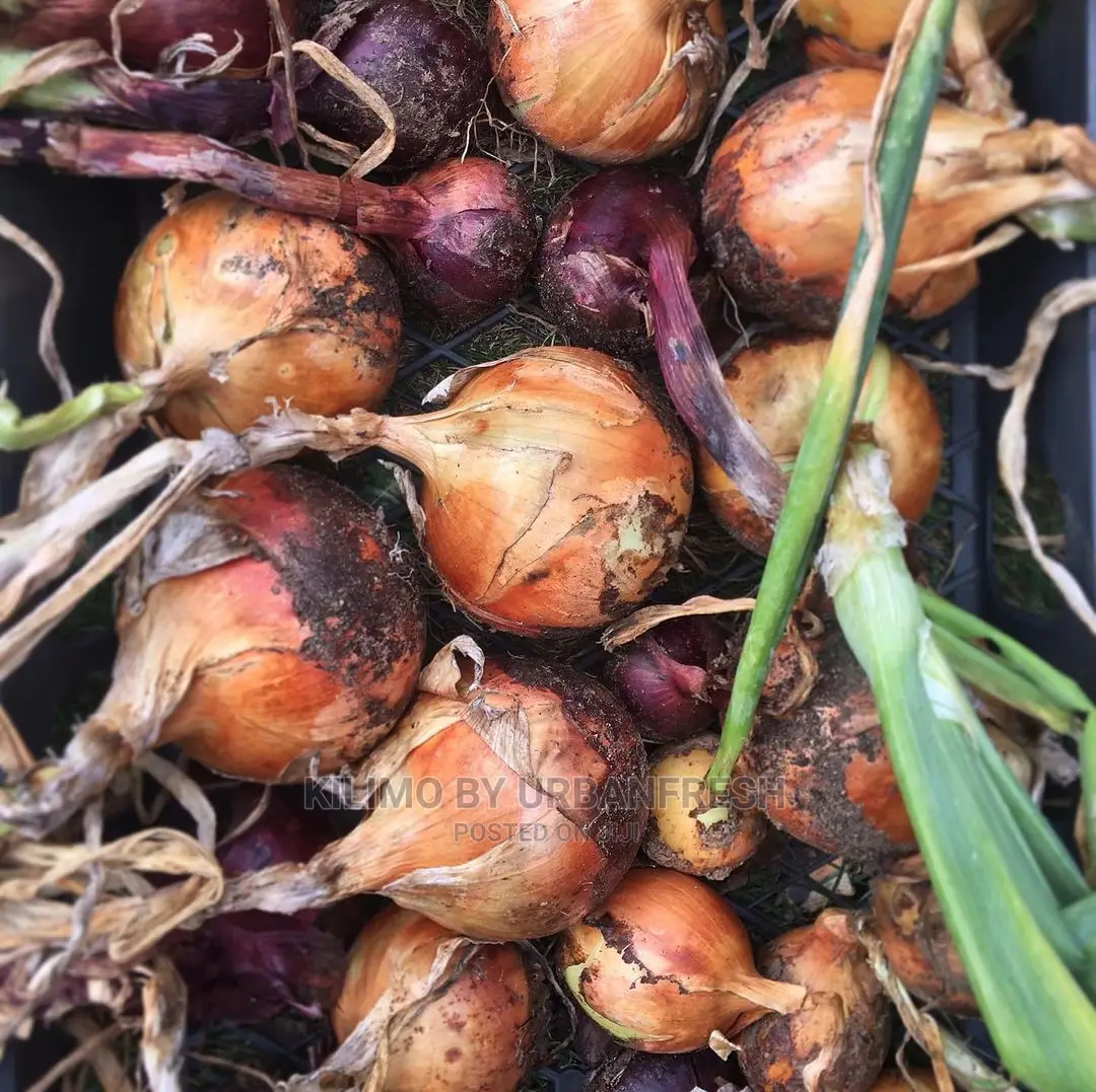 Red Bulb Onions Seedling Bunch of 300.