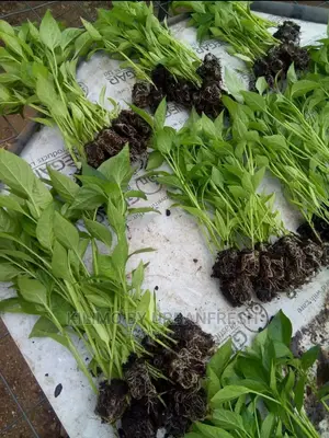 Bullet Chili Seedling
