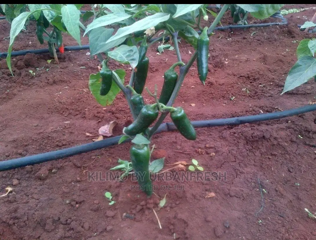 Bullet Chili Seedling