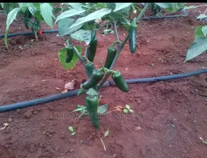 Bullet Chili Seedling