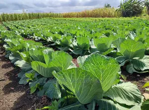 Cabbage Vegetable Seedling for Bunch of 150.